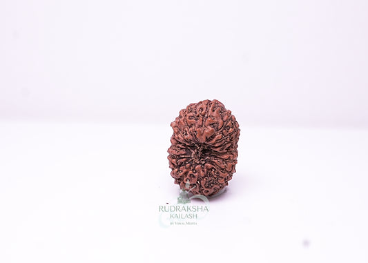 16 Mukhi Indonesian Rudraksha - 1601