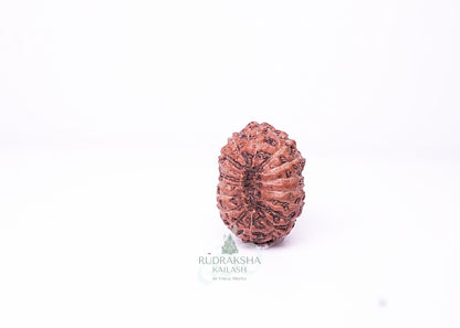 16 Mukhi Indonesian Rudraksha - 1601