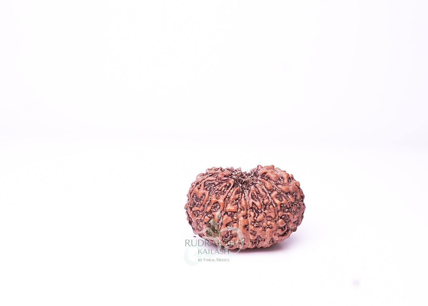 16 Mukhi Indonesian Rudraksha - 1601
