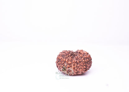 16 Mukhi Indonesian Rudraksha - 1601