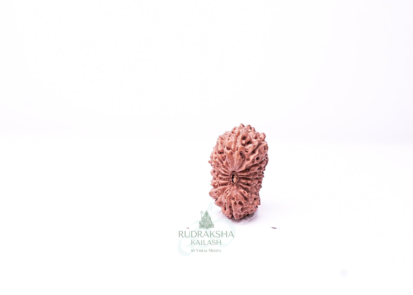 16 Mukhi Indonesian Rudraksha - 1602