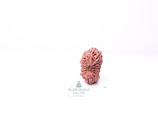 16 Mukhi Indonesian Rudraksha - 1602
