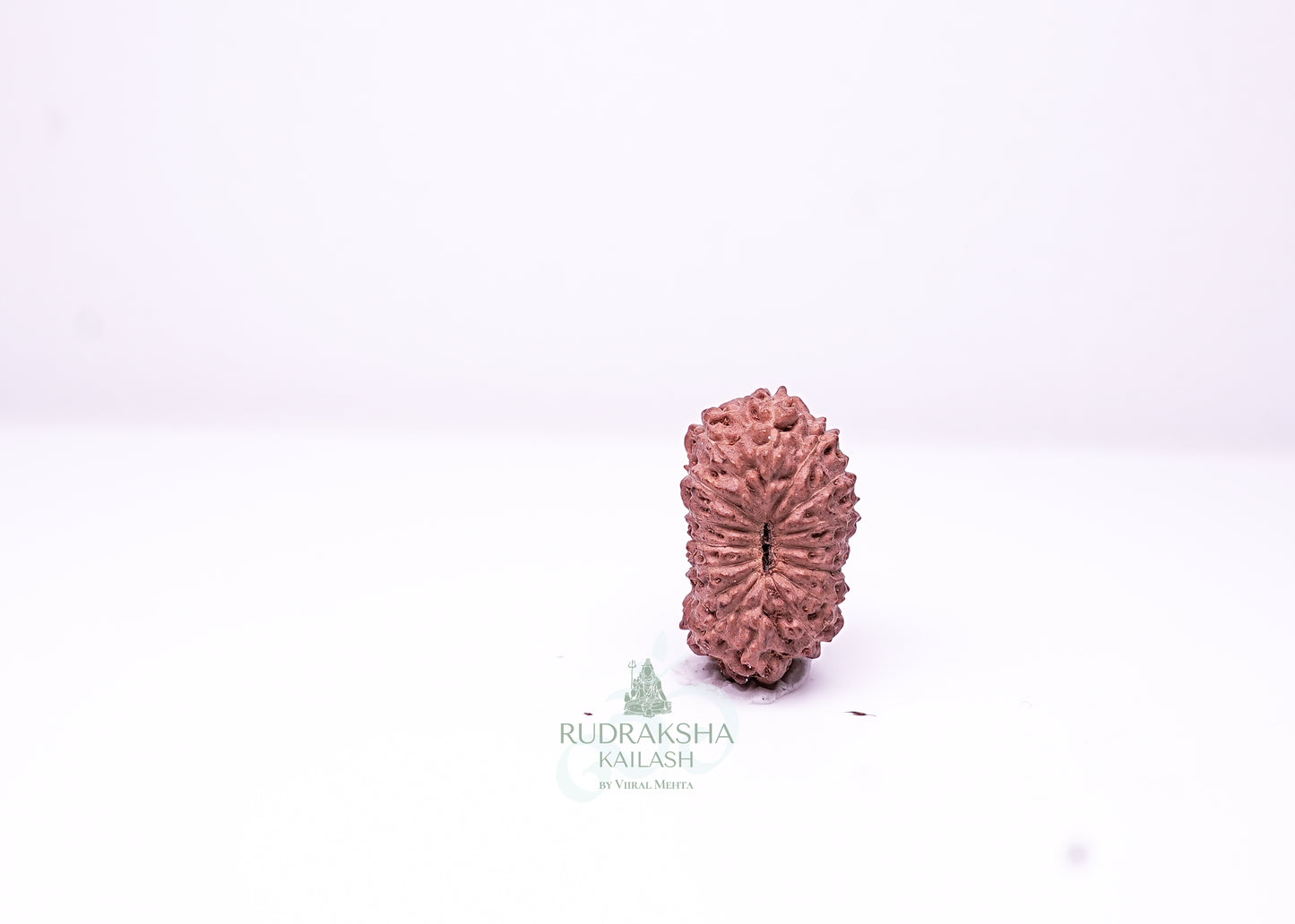 16 Mukhi Indonesian Rudraksha - 1602