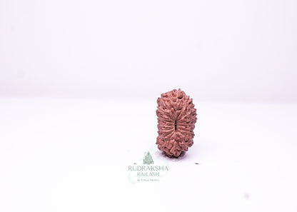 16 Mukhi Indonesian Rudraksha - 1602