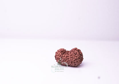 16 Mukhi Indonesian Rudraksha - 1602