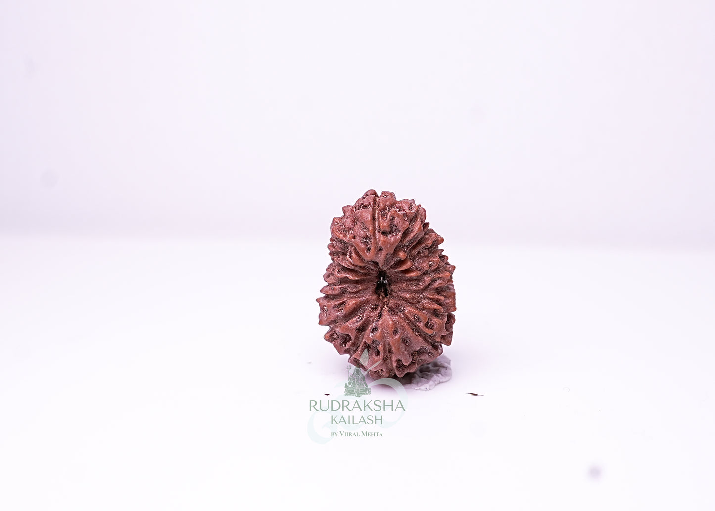 16 Mukhi Indonesian Rudraksha - 1603