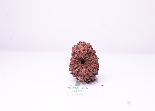 16 Mukhi Indonesian Rudraksha - 1603
