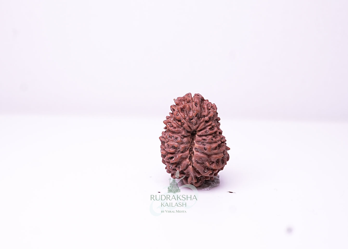 16 Mukhi Indonesian Rudraksha - 1603