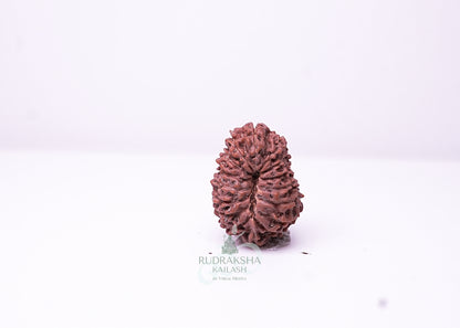 16 Mukhi Indonesian Rudraksha - 1603