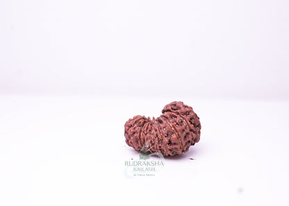 16 Mukhi Indonesian Rudraksha - 1603