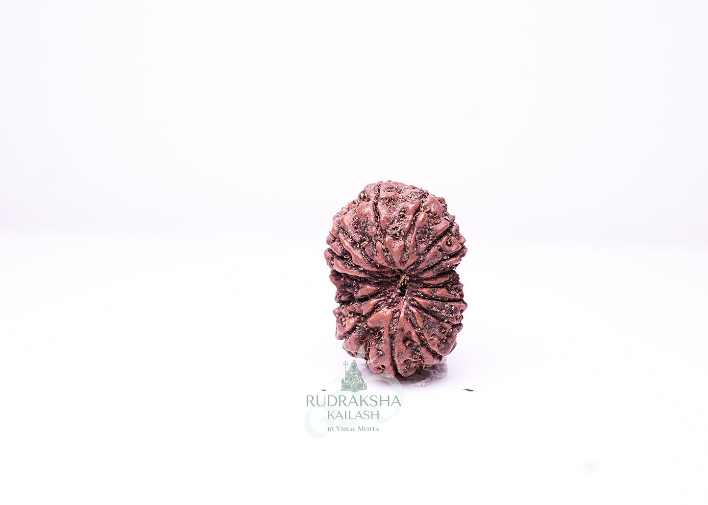 16 Mukhi Indonesian Rudraksha - 1604