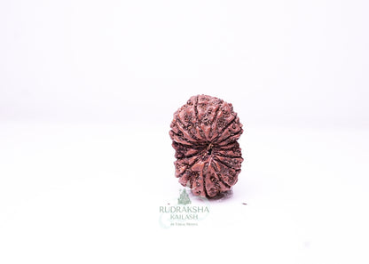16 Mukhi Indonesian Rudraksha - 1604