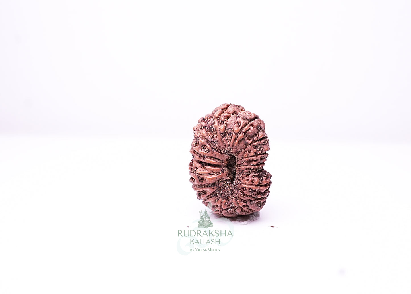 16 Mukhi Indonesian Rudraksha - 1604