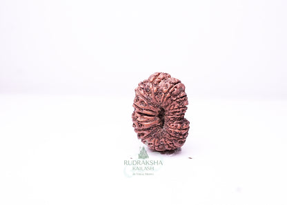 16 Mukhi Indonesian Rudraksha - 1604