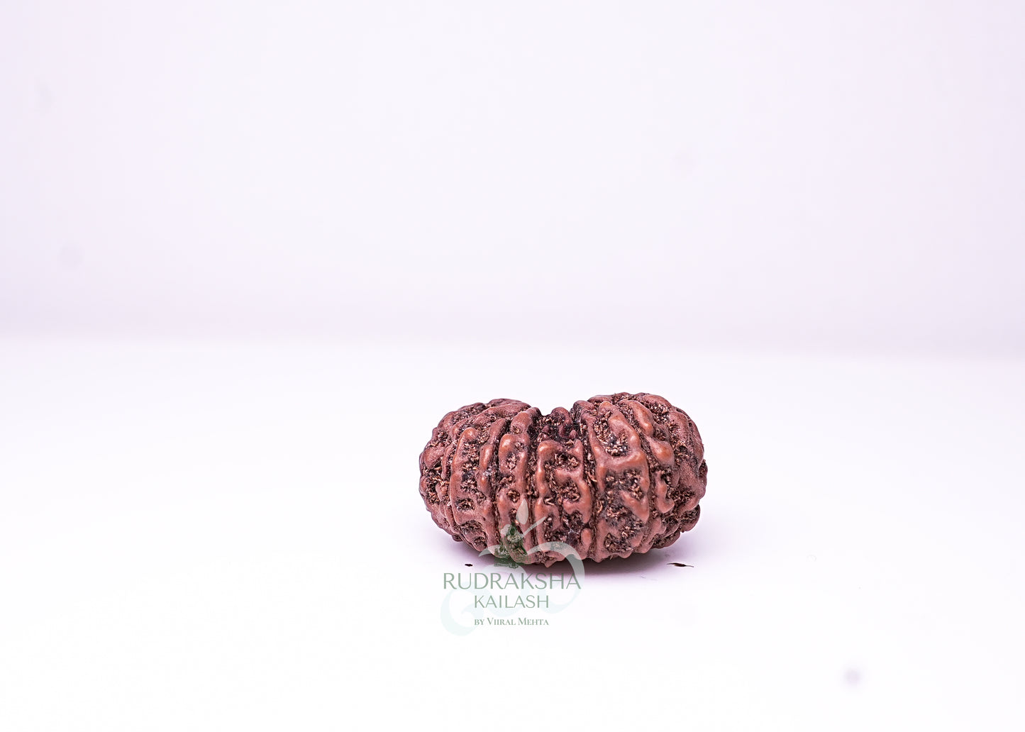 16 Mukhi Indonesian Rudraksha - 1604
