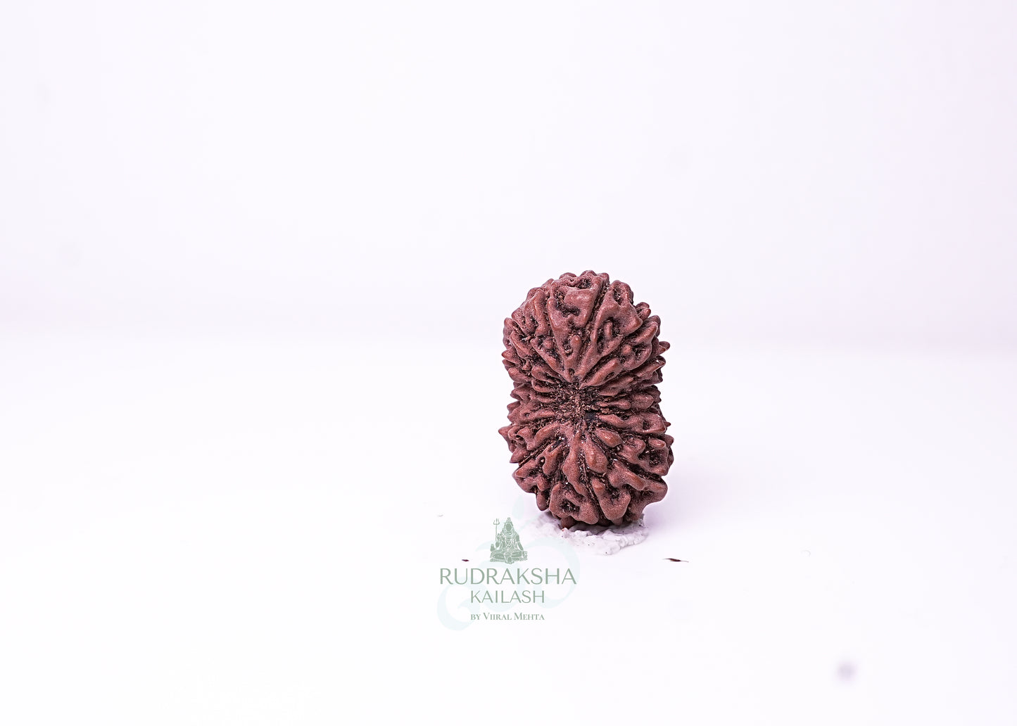 16 Mukhi Indonesian Rudraksha - 1605