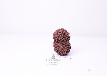 16 Mukhi Indonesian Rudraksha - 1605