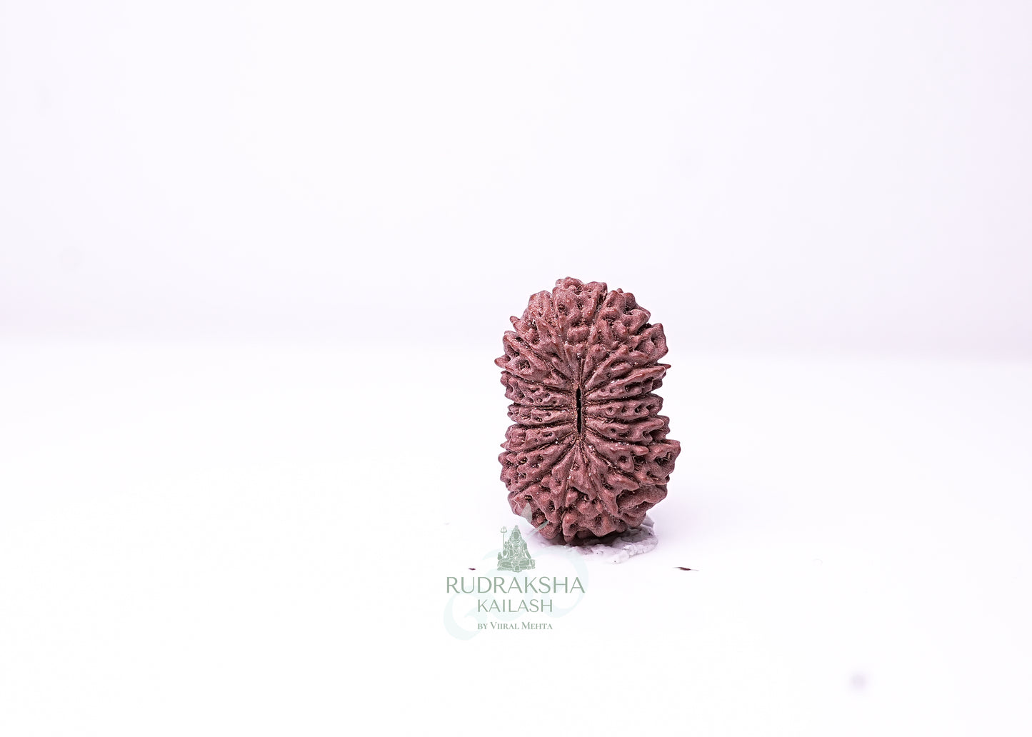16 Mukhi Indonesian Rudraksha - 1605