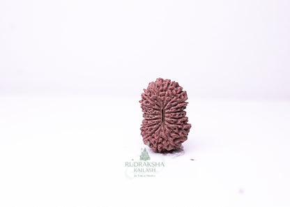 16 Mukhi Indonesian Rudraksha - 1605
