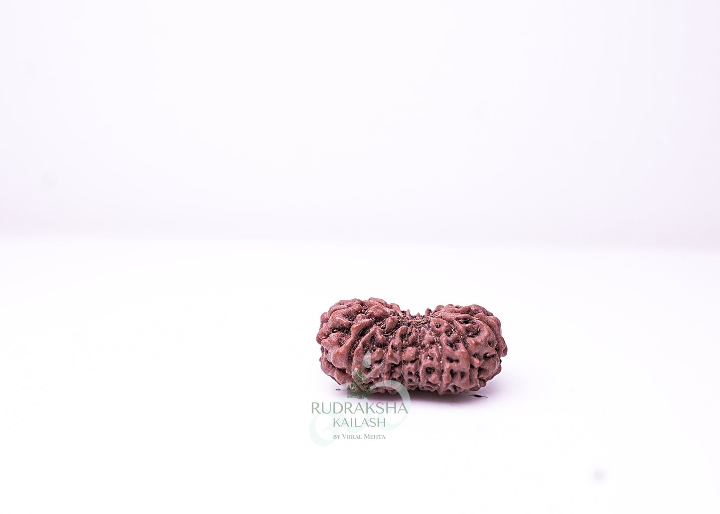 16 Mukhi Indonesian Rudraksha - 1605