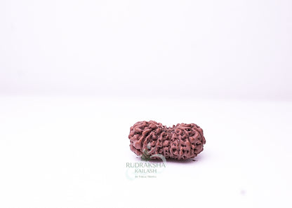 16 Mukhi Indonesian Rudraksha - 1605