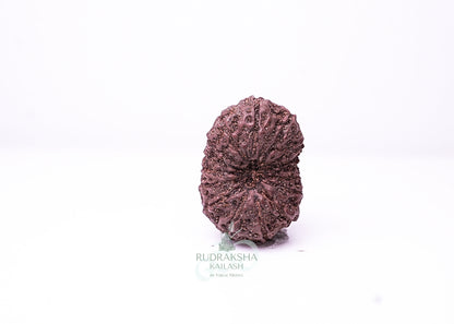 16 Mukhi Indonesian Rudraksha - 1606