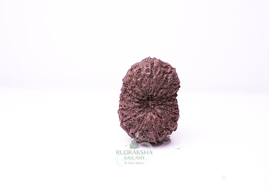 16 Mukhi Indonesian Rudraksha - 1606