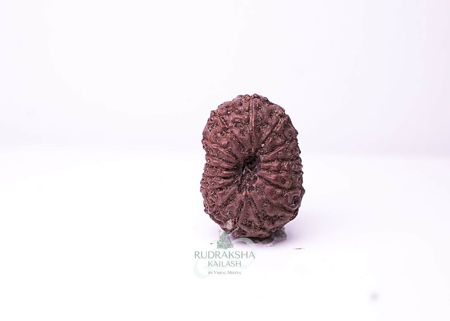 16 Mukhi Indonesian Rudraksha - 1606