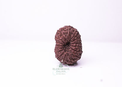 16 Mukhi Indonesian Rudraksha - 1606