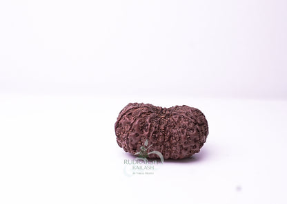 16 Mukhi Indonesian Rudraksha - 1606