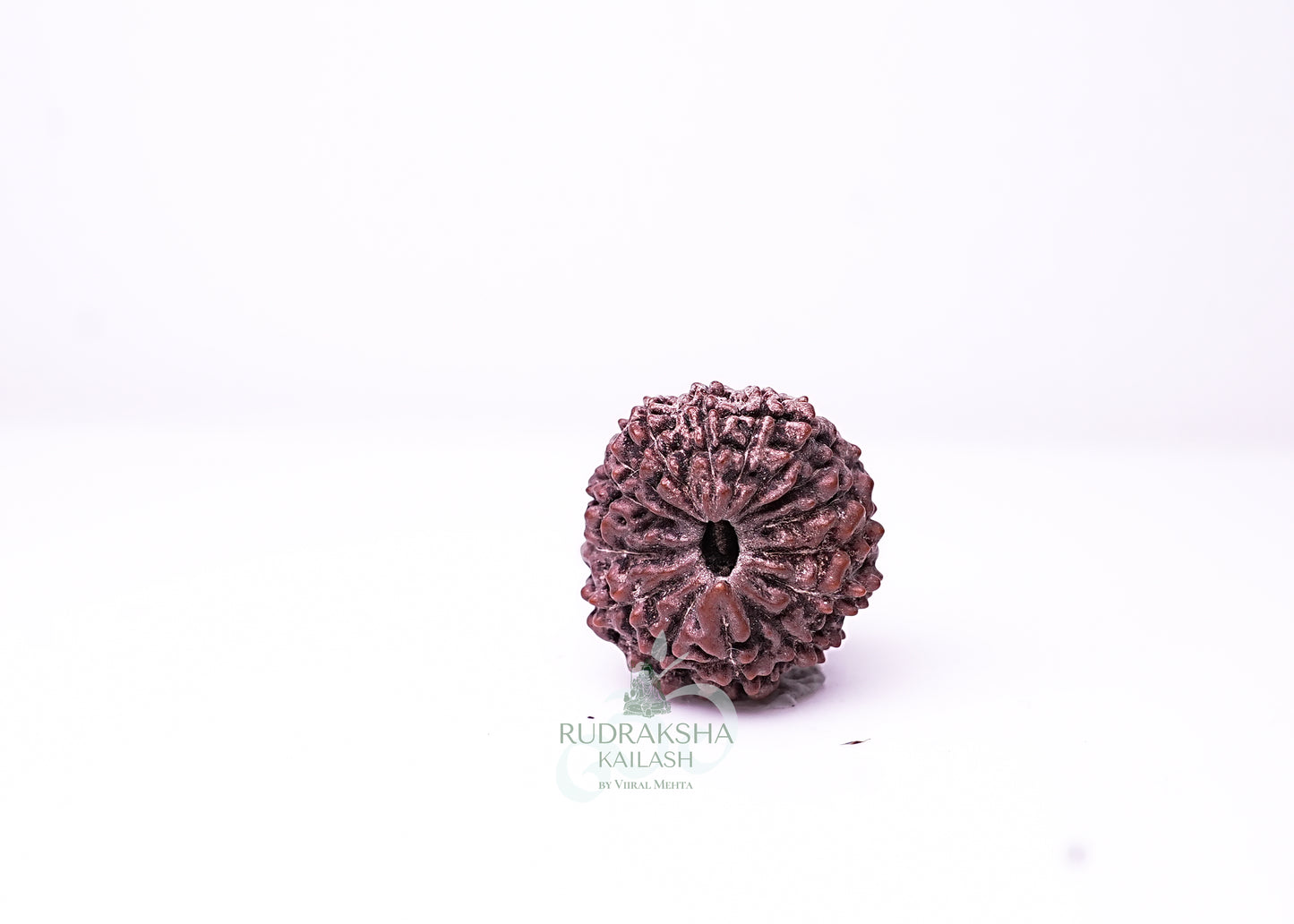 16 Mukhi Indonesian Rudraksha - 1607