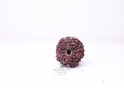 16 Mukhi Indonesian Rudraksha - 1607