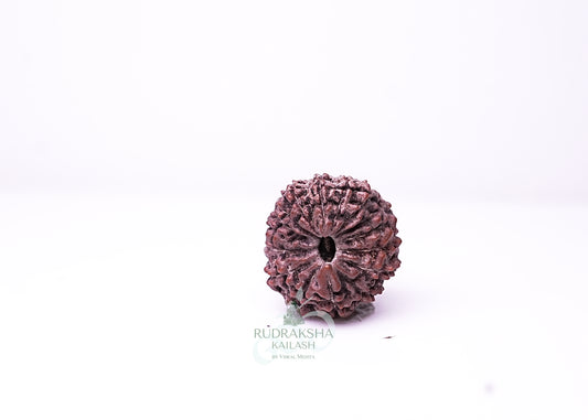 16 Mukhi Indonesian Rudraksha - 1607