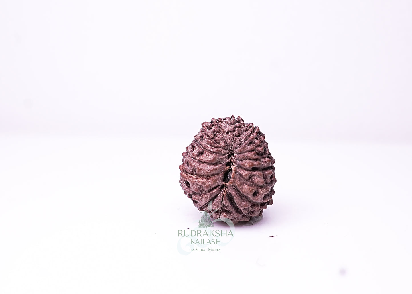 16 Mukhi Indonesian Rudraksha - 1607