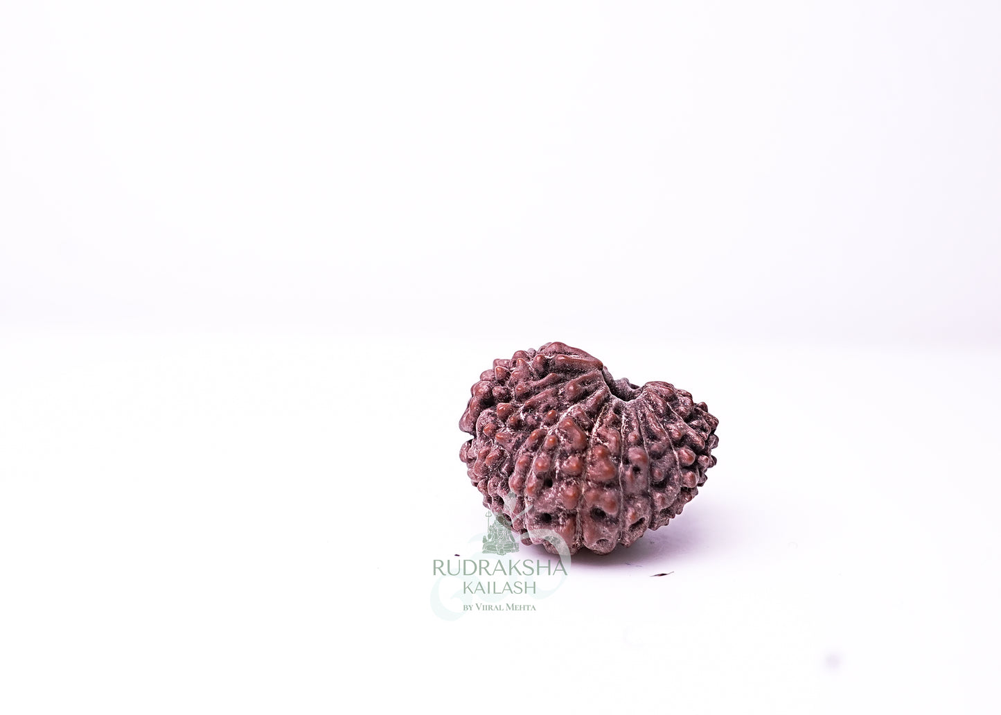 16 Mukhi Indonesian Rudraksha - 1607