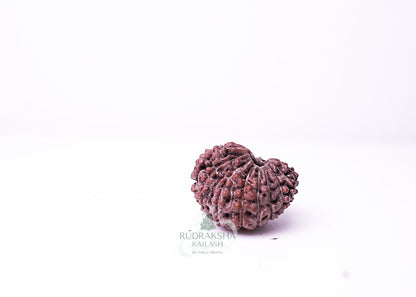 16 Mukhi Indonesian Rudraksha - 1607