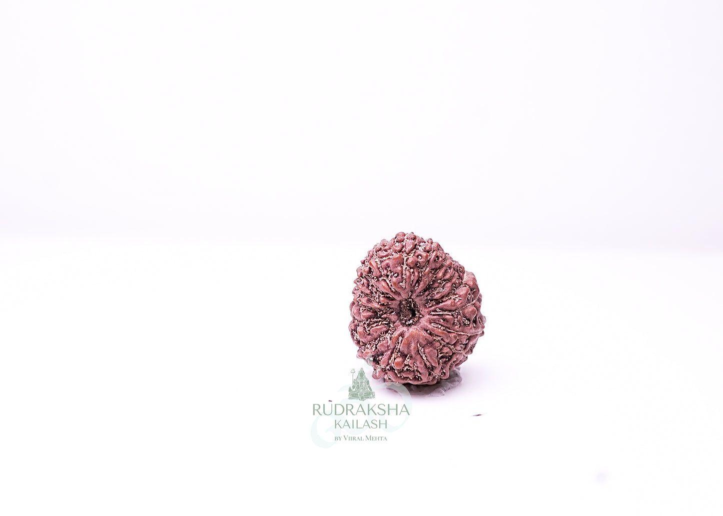 16 Mukhi Indonesian Rudraksha - 1608