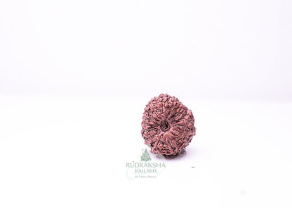 16 Mukhi Indonesian Rudraksha - 1608