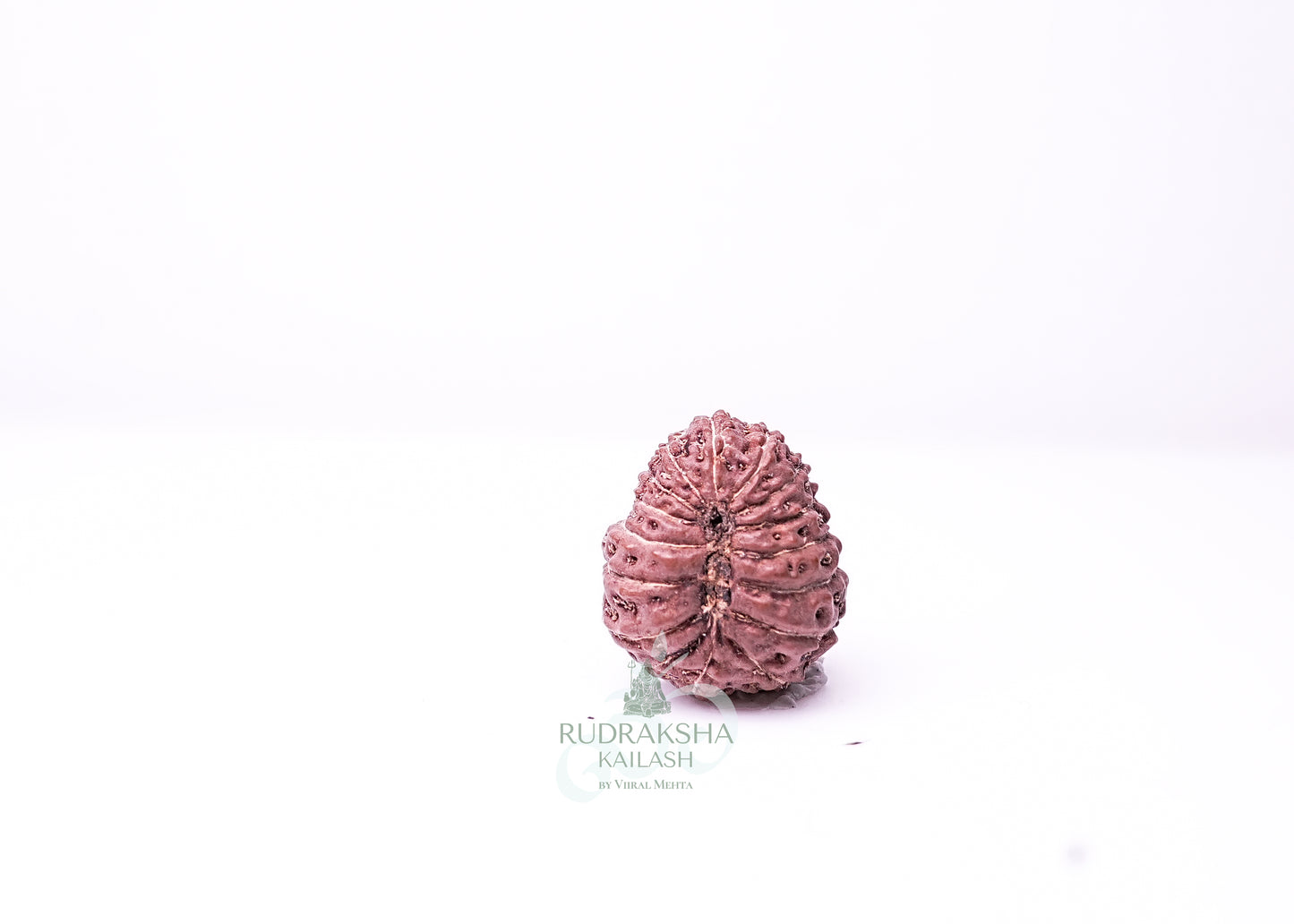 16 Mukhi Indonesian Rudraksha - 1608