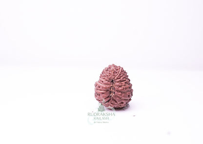 16 Mukhi Indonesian Rudraksha - 1608