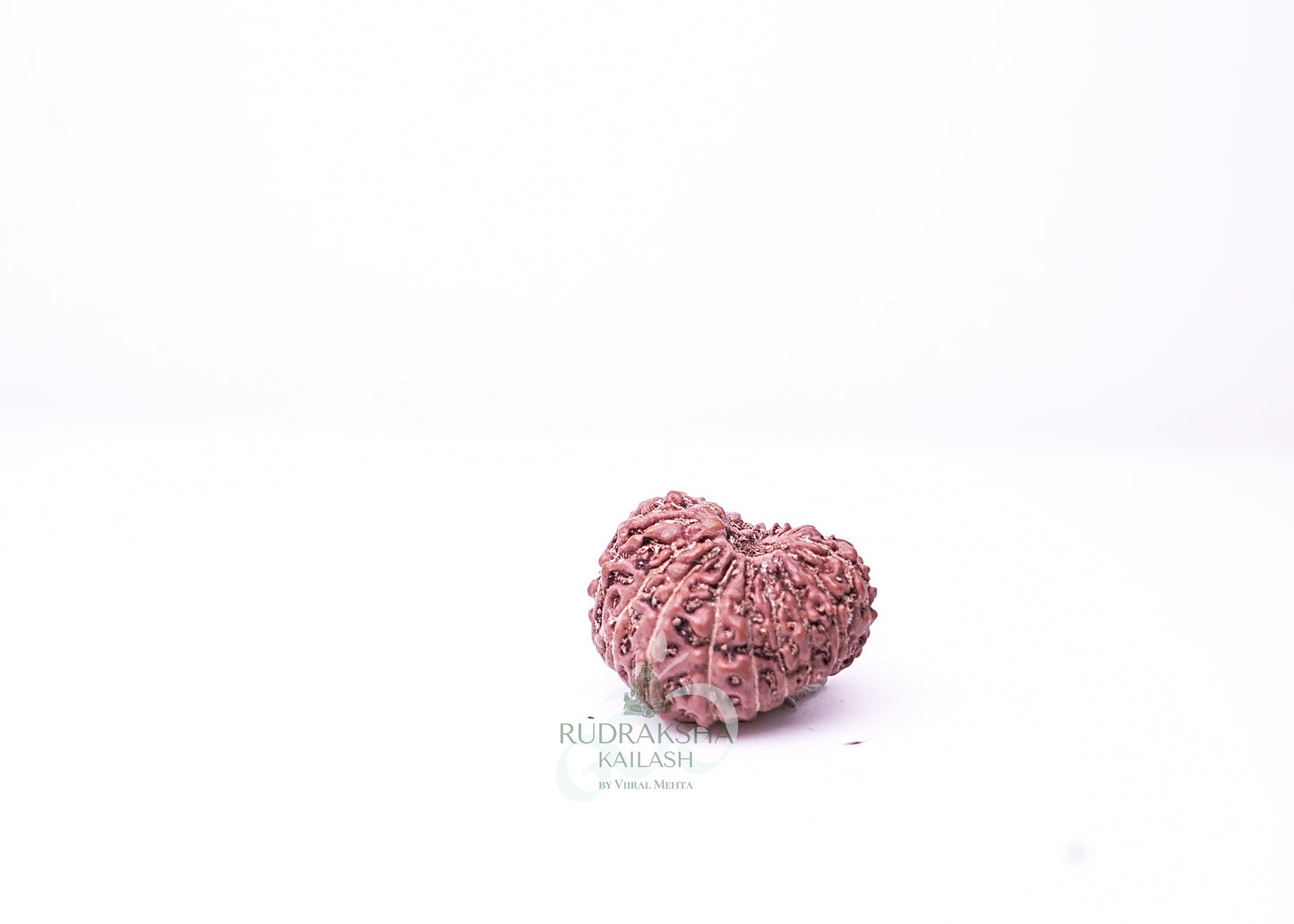 16 Mukhi Indonesian Rudraksha - 1608