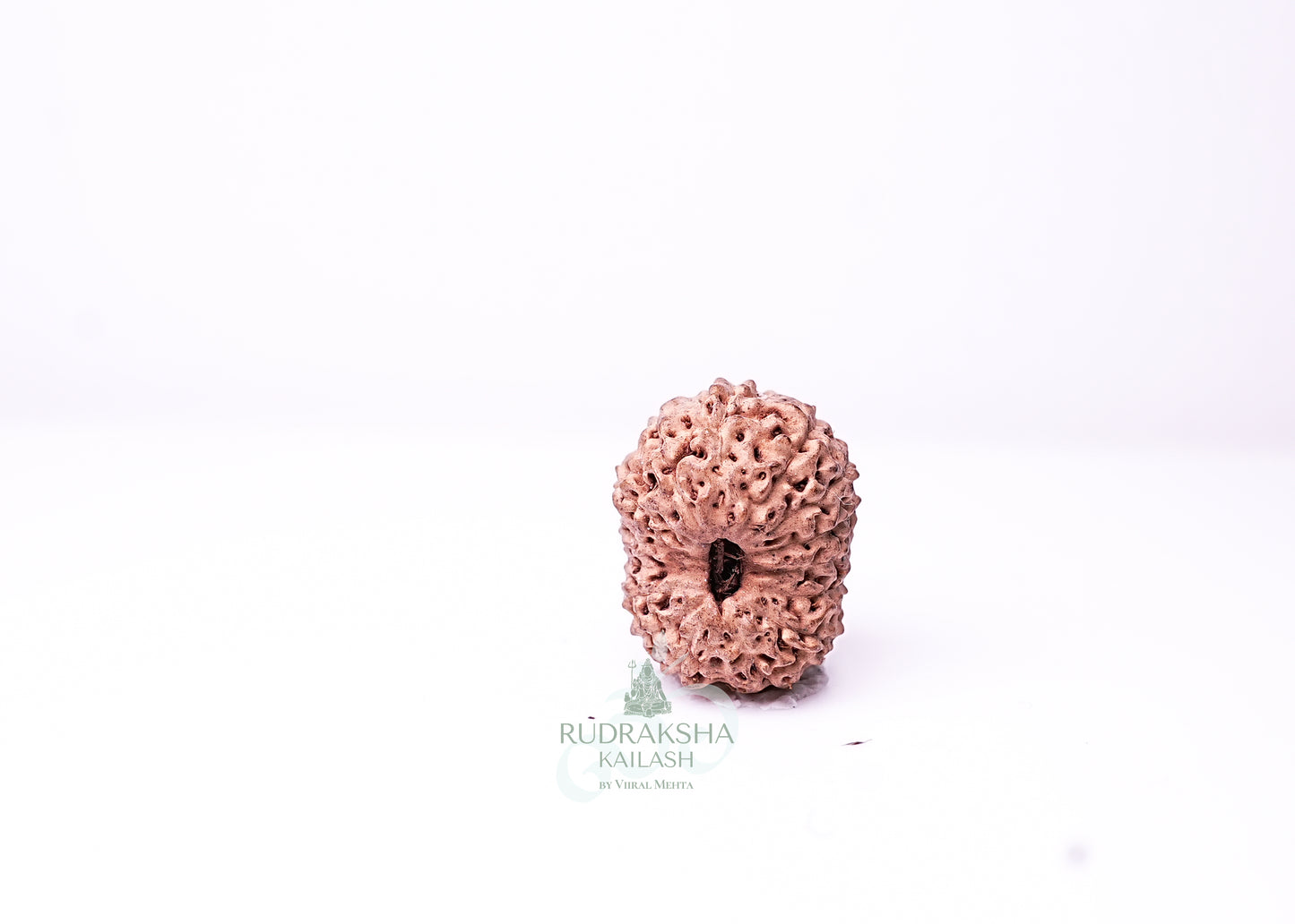 16 Mukhi Indonesian Rudraksha - 1609