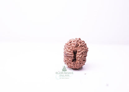 16 Mukhi Indonesian Rudraksha - 1609