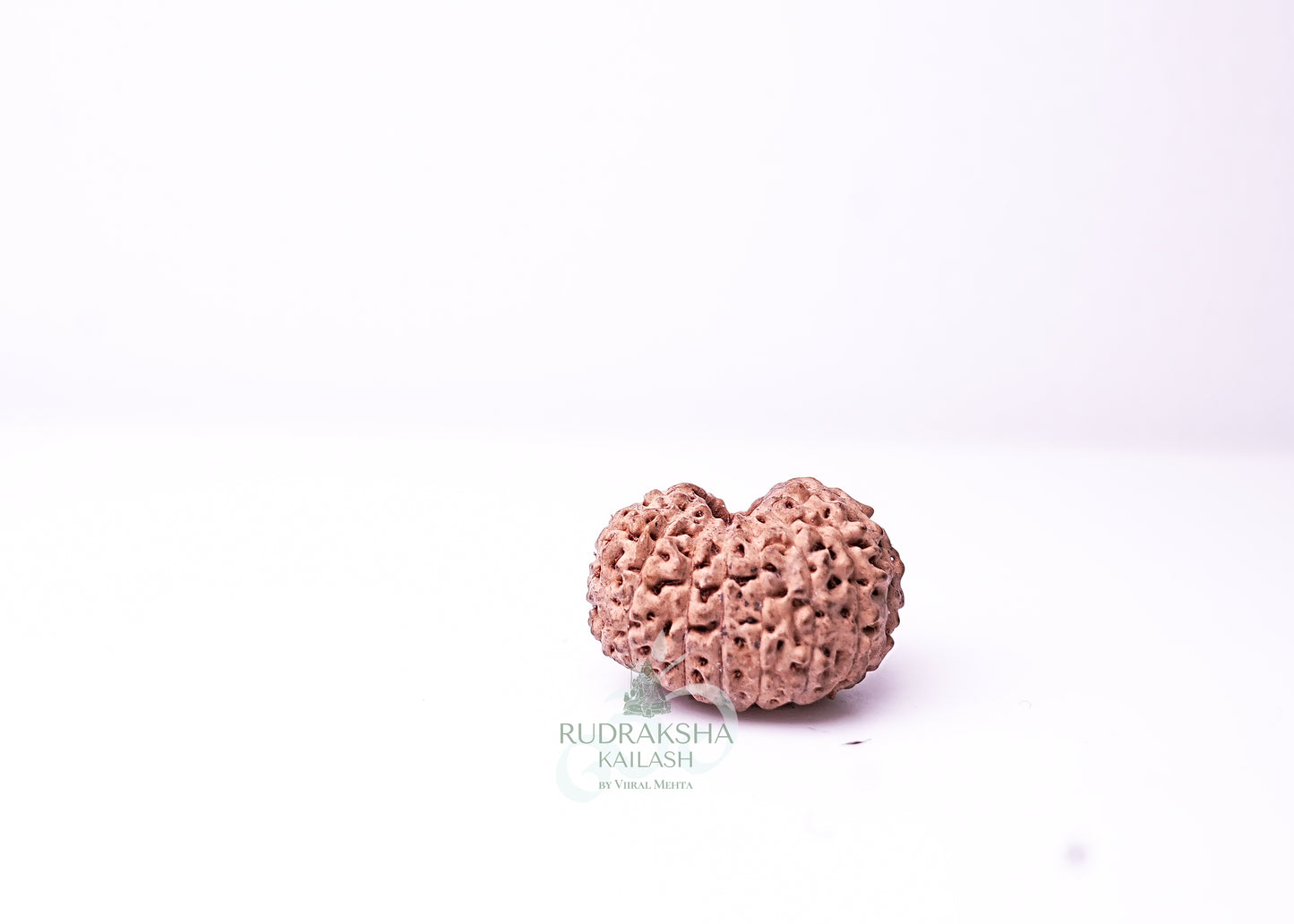 16 Mukhi Indonesian Rudraksha - 1609