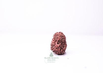 16 Mukhi Indonesian Rudraksha - 1610