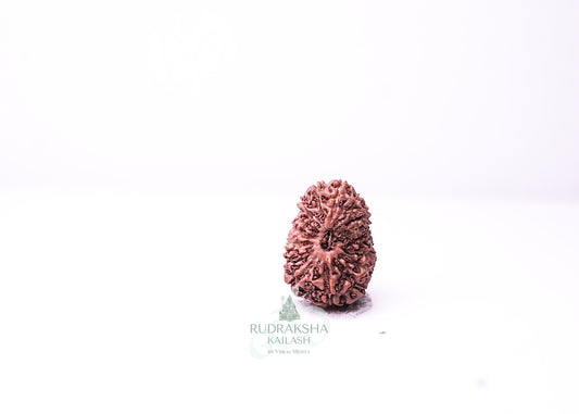16 Mukhi Indonesian Rudraksha - 1610