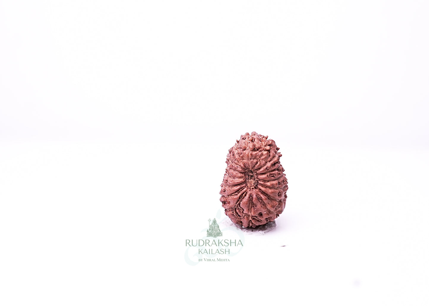 16 Mukhi Indonesian Rudraksha - 1610