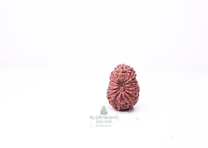 16 Mukhi Indonesian Rudraksha - 1610