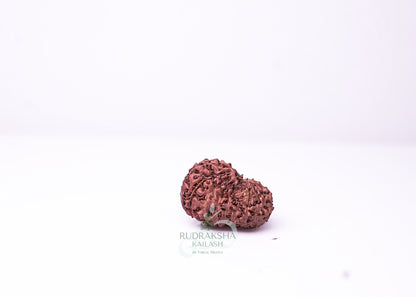 16 Mukhi Indonesian Rudraksha - 1610