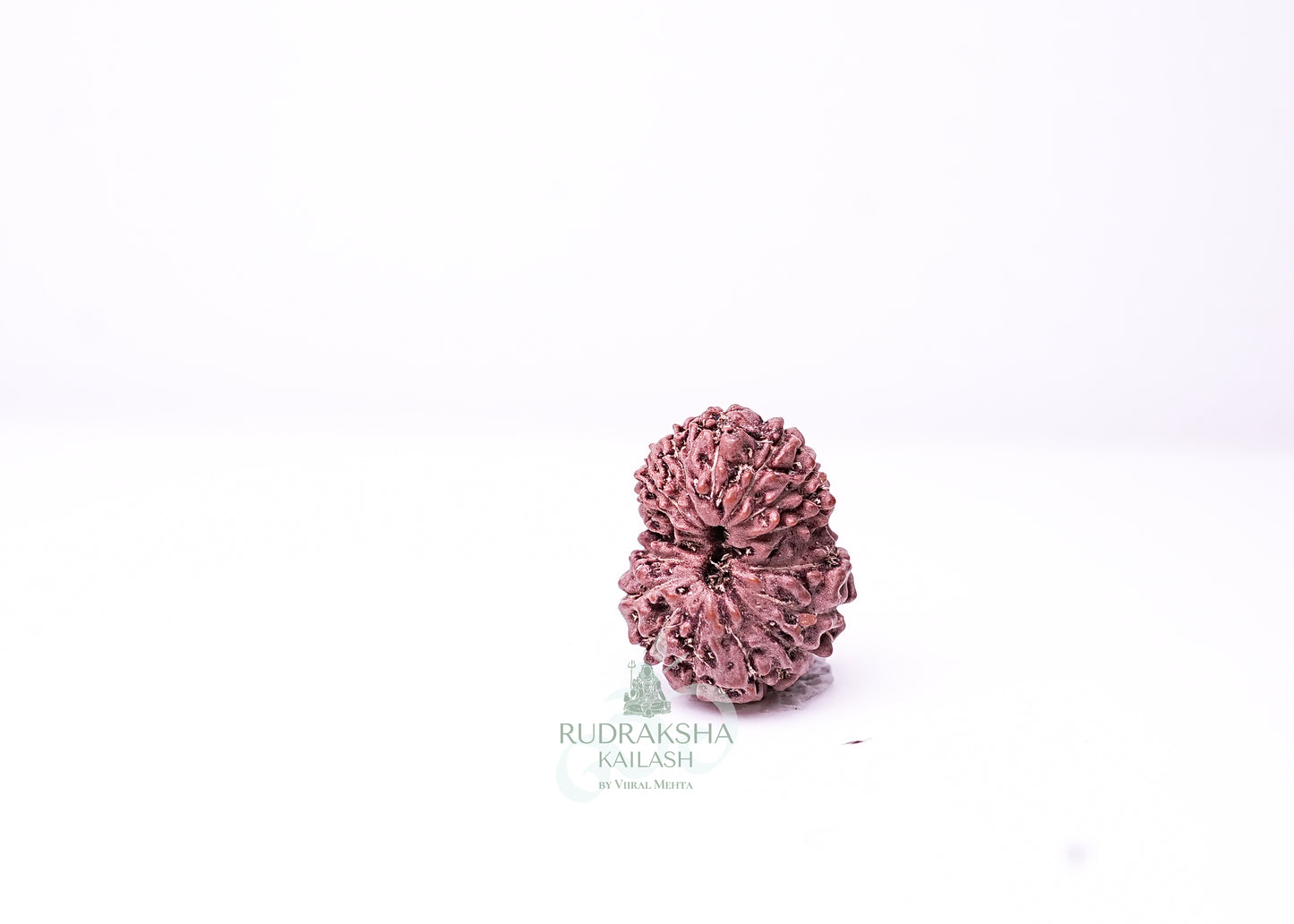 16 Mukhi Indonesian Rudraksha - 1611